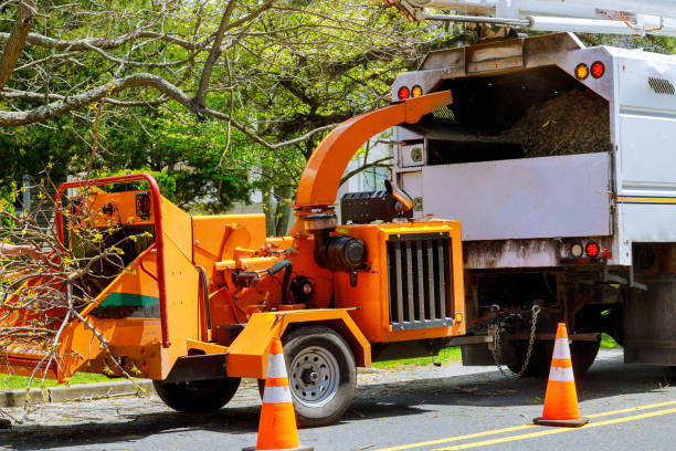 Best Hazardous Tree Removal  in North Warren, PA